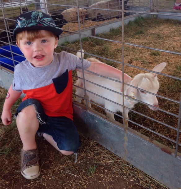 McKenzie County Fair petting zoo.