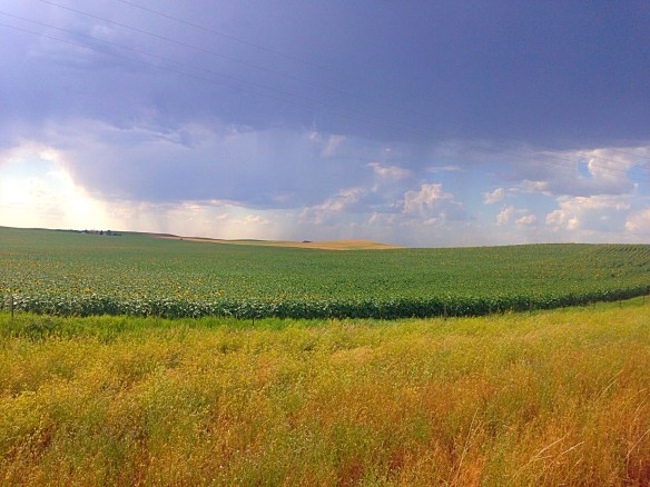 Sunflower Field in North Dakota